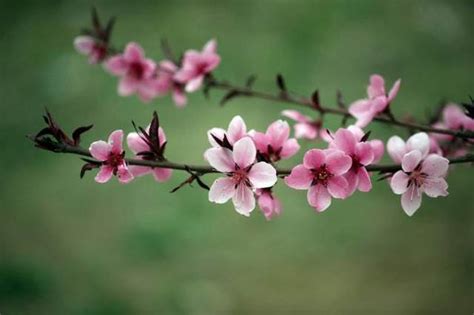 牆外桃花|八字论桃花